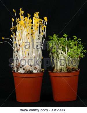 Cress seedlings left grown in normal light compared to seedlings Stock ...