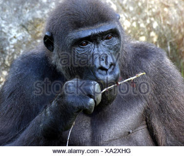 Monkey Gorilla Cathedral Anthropoid Primat Gorilla Gorilla Regnwald Stock Photo Alamy