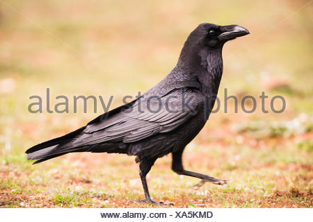 Common Raven (Corvus corax) adult, calling, with chicks in nest, at