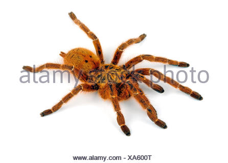 Orange baboon tarantula, Mombasa golden starburst tarantula Stock Photo ...