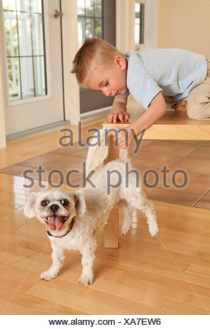 Boy pulling dog tail Stock Photo - Alamy