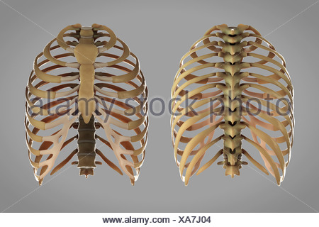 Front and rear view of the skeletal structures of the thoracic cage ...