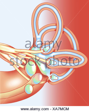 Vestibular system in ear Stock Photo: 60096304 - Alamy