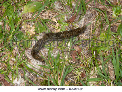 Stoat (Mustela erminea) droppings Stock Photo: 65297924 - Alamy