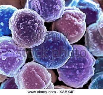 Scanning Electron Micrograph (SEM) Of Staphylococcus Epidermidis, Gram ...