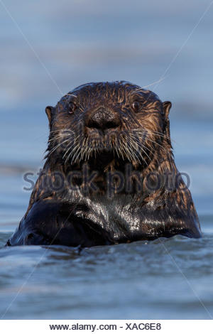 Sea Otter (Enhydra lutris) offshore of Seward, Alaska.