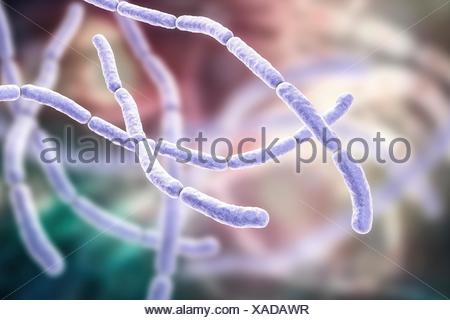 Rat bite fever bacteria. Computer illustration of chains of Stock Photo ...