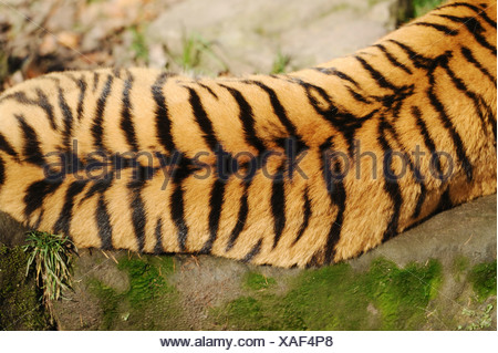 Siberian tiger - bird's-eye view / Panthera tigris altaica