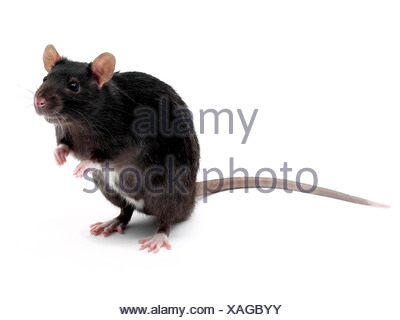 A black domestic pet rat standing up Stock Photo: 9209616 - Alamy