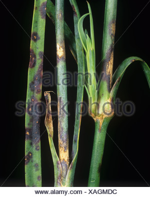 Dianthus leaf spot (Septoria dianthi) infection on stem and leaves of ...