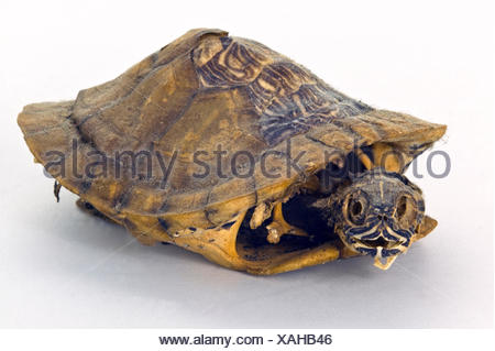 Tortoise: skeleton Stock Photo - Alamy