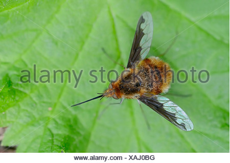 Large Bee Fly (Bombylius major), North Rhine-Westphalia, Germany