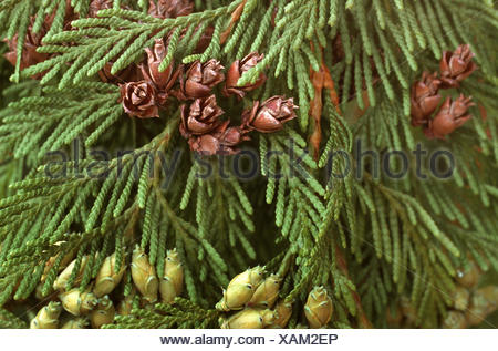 red cedar (Thuja plicata), cones at a branch Stock Photo - Alamy