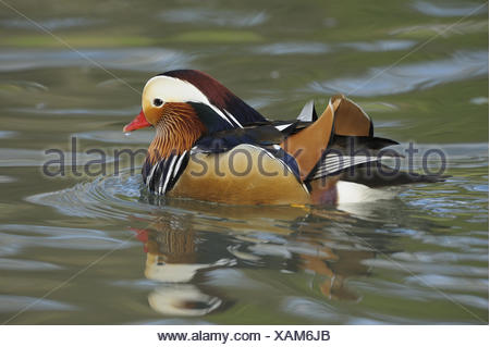 Mandarin duck, Aix galericulata, male, water, game park, animal park, waters, animals, wild animals, birds, water birds, goose's birds, anatids, brightness ducks, Asian, East Asian, swimming ducks, ducks, drake, little man, manly, plumage, brightly, colourfully, admirably, swim, nature, Wildlife, preview,