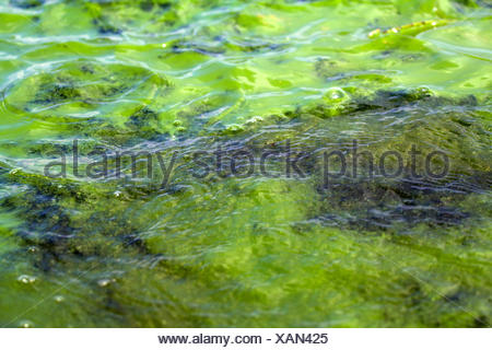 Algae polluted water ( green scum Stock Photo: 88481315 - Alamy