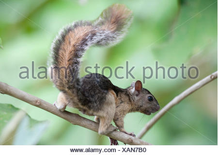Montane Squirrel Syntheosciurus brochus Panama Stock Photo Alamy