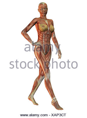 3d Rendering Der Anatomie Und Muskeln Einer Frau Stock Photo Alamy