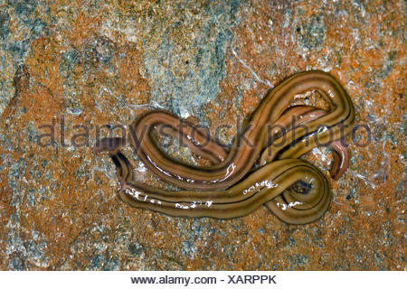 Shovel-headed Garden Worm, Shovel-headed Garden Flatworm, hammerhead