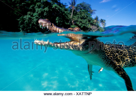 juvenile saltwater Indo Pacific crocodile Crocodylus porosus Papua