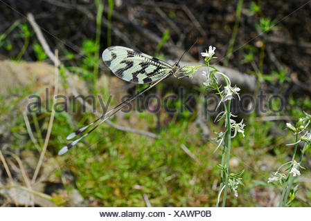 spoon-winged lacewing (Nemoptera sinuata), on an inflorescence, Turkey, Lycia, Dalyan-Delta