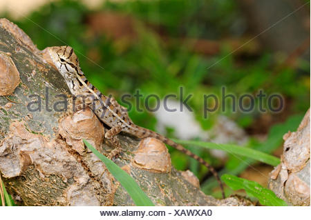 Common bloodsucker, Indian variable lizard, variable agama 