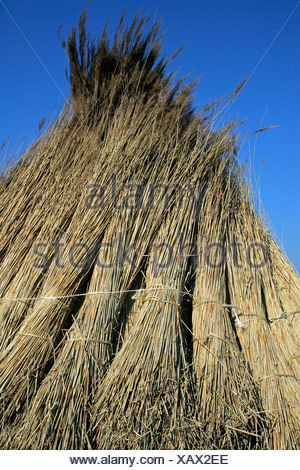 Reed bundles - reed packs (Phragmites australis) (Phragmites Stock ...