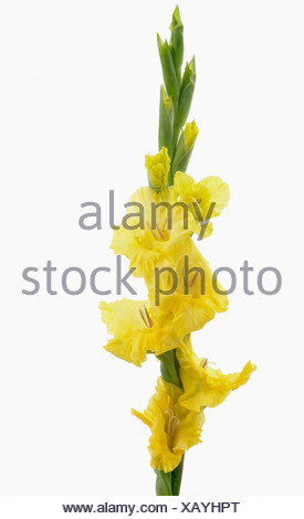 Single stem of yellow flowering gladiola, Gladiolus 'Lemon Drop' Stock ...