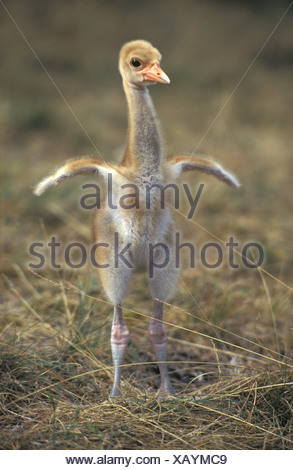 baby sarus crane practises