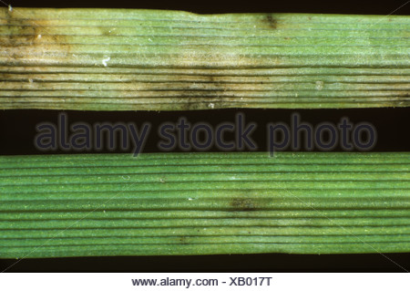helminthosporium blot leaf pe iarba bermuda)