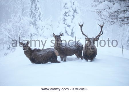 Hirschgruppe im Winter
