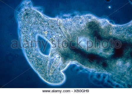 Amoeba Protozoan Feeding, Fourth In A Seriesof Four Light Micrographs 