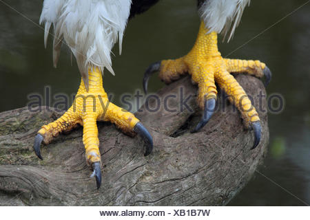 Steller's sea-eagle, feet, detail, wild animal, animal, bird of prey ...