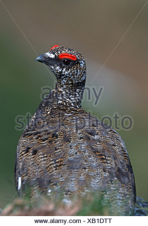 Rock Ptarmigan, Lagopus mutus, Berner Oberland, Switzerland