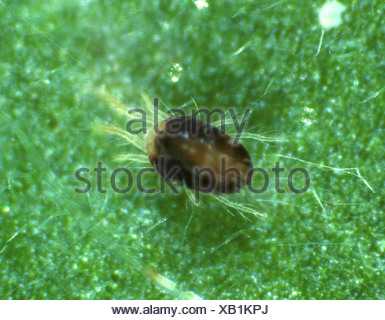 Carmine red spider mite Tetranychus cinnabarinus damage to cotton Stock ...