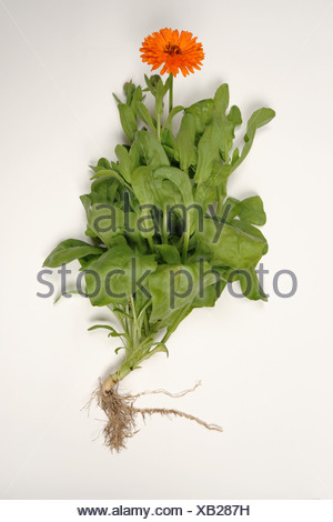 Common marigold (Calendula officinalis) plant showing structure of ...