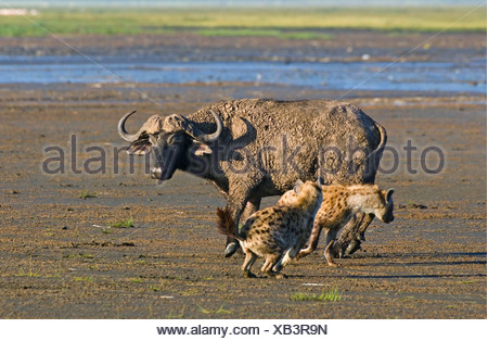 Spotted Hyena hunting an African Buffalo Stock Photo: 23518958 - Alamy