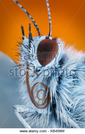 Common blue (Polyommatus icarus) with proboscis, extreme close-up