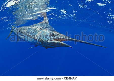 Atlantic Blue Marlin (Makaira nigricans), drawing Stock Photo - Alamy