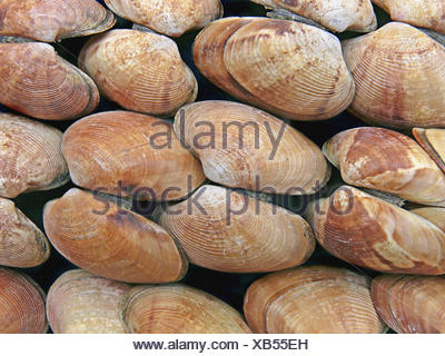Clams Class Bivalvia Representative Mollusks Bivalves Have A