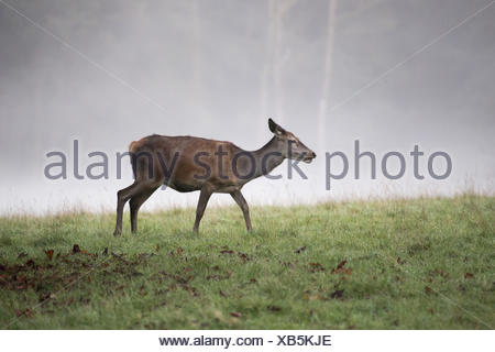 one reed deer female in the fog