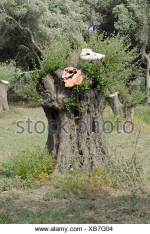 old-olive-trees-heavily-pollarded-to-mak
