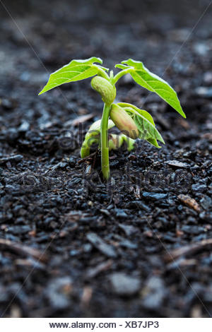protecting green bean seedlings in garden rows youtube