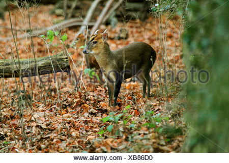 Chinese Muntjac Deer Muntiacus reevesi Droppings Stock Photo: 66245609 ...