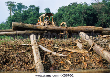 Deforestation Of Rainforest, South East Asia Stock Photo - Alamy