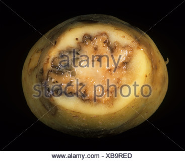 Ring rot Corynebacterium sepedonicum potato tuber stolon end damage ...