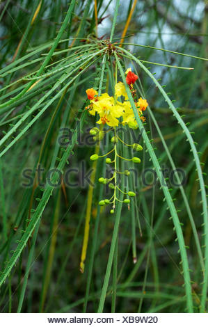 Mexican Palo Verde Stock Photo Alamy