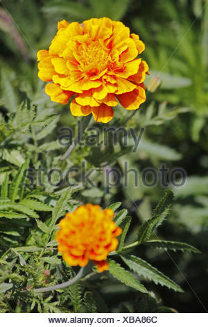 French marigold, Tagetes patula