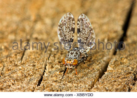 Peacock Fly, Peacock-Fly (Callopistromyia annulipes), male with typical wing movement, Germany