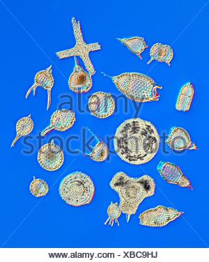 Differential interference contrast light micrograph of a freshwater ...