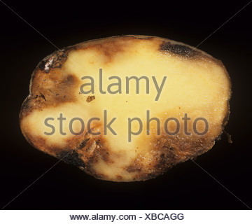 Potato late blight Phytophthora infestans external symptoms and Stock ...